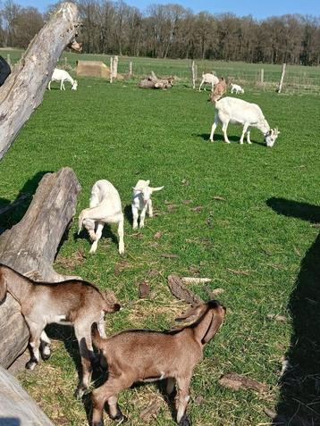 binnenkort: geitjes te koop, Dieren en Toebehoren, Schapen, Geiten en Varkens, Meerdere dieren, Geit, 0 tot 2 jaar