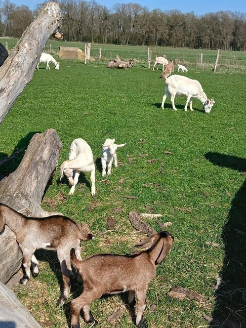 binnenkort: geitjes te koop, Dieren en Toebehoren, Schapen, Geiten en Varkens, Geit, Meerdere dieren, 0 tot 2 jaar