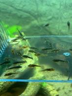 Pleco, Dieren en Toebehoren, Vissen | Aquariumvissen