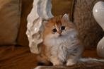 Brits langhaar kitten, Dieren en Toebehoren, Kater, Gechipt, 0 tot 2 jaar