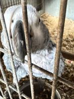 Psittacus erythacus/Gabon grijs, Dieren en Toebehoren, Meerdere dieren, Papegaai