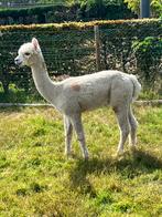 jonge alpaca (dek)hengst, kampioen multi 2023 show Weelde, Mâle