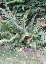 kleine en grote varens/planten, Ophalen, Vaste plant, Varens