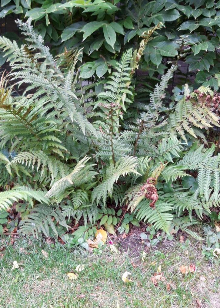kleine en grote varens/planten, Tuin en Terras, Planten | Tuinplanten, Vaste plant, Varens, Ophalen