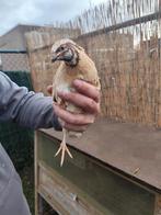 Twee mannelijke kwartels, Dieren en Toebehoren, Vogels | Overige Vogels