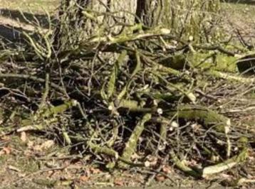 gratis (snoei)hout beschikbaar voor biedingen