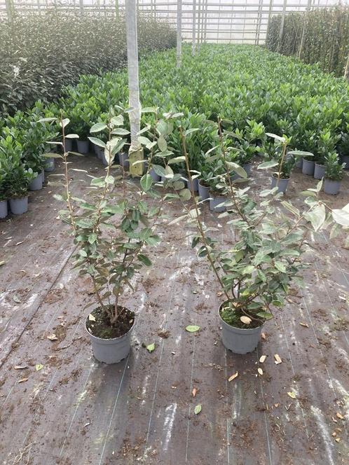 Olive Willow, Elaeagnus, Jardin & Terrasse, Plantes | Arbustes & Haies, Arbuste, Enlèvement ou Envoi