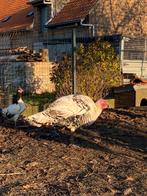 Ronquieres kalkoenen te koop, hermelijn en blauw hermelijn, Dieren en Toebehoren, Pluimvee, Kalkoen