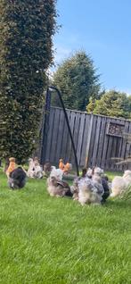 Broedeieren USA Zijdehoen, Dieren en Toebehoren, Kip
