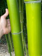 Reuzenbamboe phyllostachys Shangai III, Tuin en Terras, Volle zon, Vaste plant, Bloeit niet, Ophalen