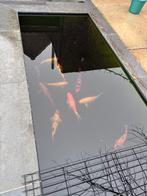 Japanse kois, Dieren en Toebehoren, Karper of Koi