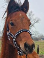 Arabier x rijpaard te ruil, Dieren en Toebehoren, Paarden