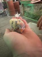 Agapornis baby’s, Dieren en Toebehoren, Vogels | Parkieten en Papegaaien, Meerdere dieren, Dwergpapegaai of Agapornis, Tam