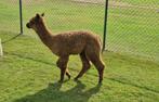 Kudde Alpaca's te koop, Dieren en Toebehoren, Hengst, Met stamboom