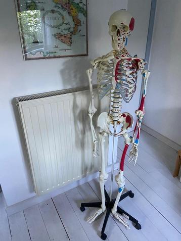 Anatomisch skelet met markeringen beschikbaar voor biedingen
