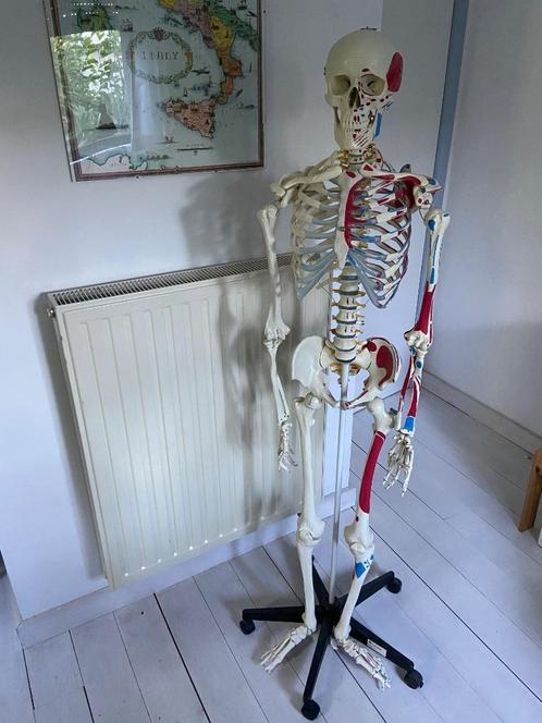 Anatomisch skelet met markeringen, Diversen, Schoolbenodigdheden, Zo goed als nieuw, Ophalen