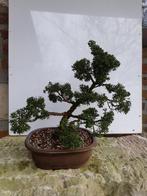 Bonsai Juniperus, Tuin en Terras, Planten | Bomen, Ophalen