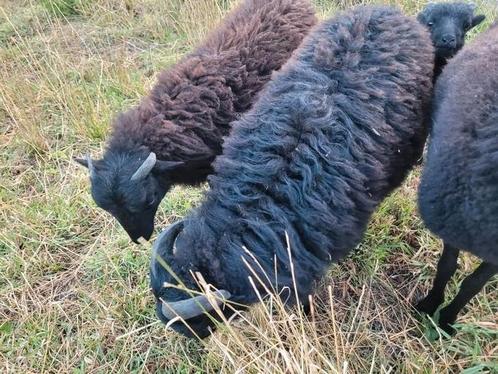 OUESSANT ramlammeren, Dieren en Toebehoren, Schapen, Geiten en Varkens