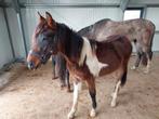 2 jarige hengst, Dieren en Toebehoren, Paarden, Hengst, Onbeleerd, Gechipt, 0 tot 2 jaar