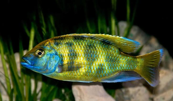 Malawi Cichliden, Dieren en Toebehoren, Vissen | Aquariumvissen, Zoetwatervis, Overige typen