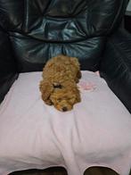 ​🐾 Dwerg/toypoedel puppy, Dieren en Toebehoren, Poedel, België, Fokker | Hobbymatig, 8 tot 15 weken