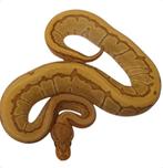 Ball python caramel pinstripe het desert ghost, Dieren en Toebehoren