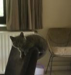 Brits korthaar katertje ❤️, Dieren en Toebehoren, Kater, Gechipt, 0 tot 2 jaar