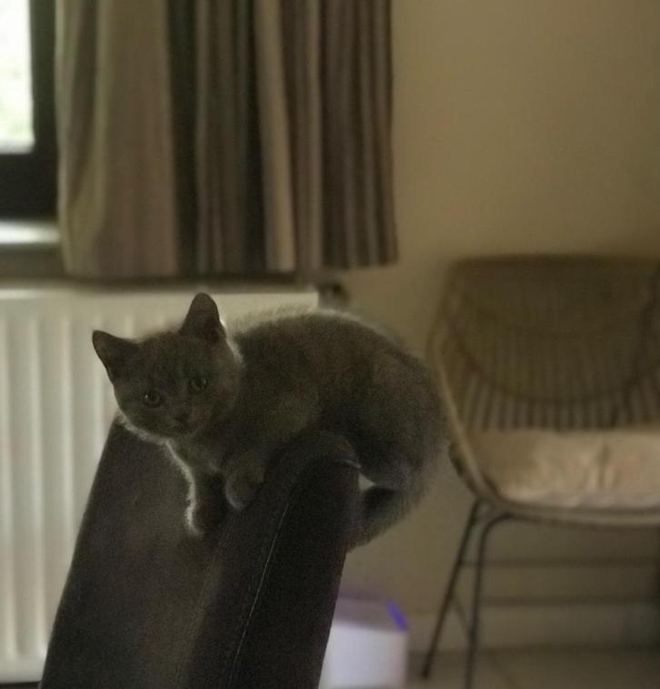 Brits korthaar katertje ❤️, Dieren en Toebehoren, Katten en Kittens | Raskatten | Korthaar, Kater, 0 tot 2 jaar, Gechipt, Ontwormd