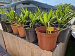 Trachycarpus Wagnerianus x Fortunei, winterharde palmboom, Tuin en Terras, Ophalen