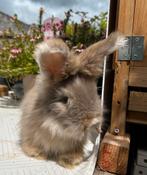 Engelse angoras rammen, Dieren en Toebehoren, Konijnen