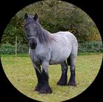 Drachtige. Fokmerrie. Trekpaard, Dieren en Toebehoren, Merrie