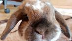 Hanghoor konijn,minilop , Vlaamse reus,vlinder konijn ,dwerg, Dieren en Toebehoren, Konijnen, Meerdere dieren, Dwerg, Hangoor