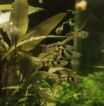 Groepje el tigre hybride endler 10man+10vrouw beschikbaar voor biedingen