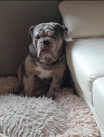 Prachtige Old English bulldog reu  beschikbaar voor biedingen