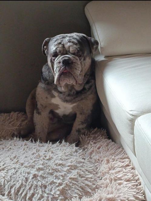 Prachtige Old English bulldog reu, Dieren en Toebehoren, Honden | Bulldogs, Pinschers en Molossers, Reu, Bulldog, Fokker | Hobbymatig