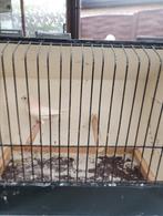 Witte roodmus pop 2025, Dieren en Toebehoren, Geringd