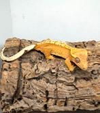 Tricolor wimpergekko 0.1, Dieren en Toebehoren, Reptielen en Amfibieën