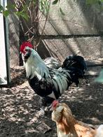Faverolle haan groothoen, Dieren en Toebehoren, Pluimvee, Mannelijk, Kip
