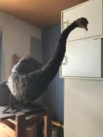 Opgezette vogels, Verzamelen, Dierenverzamelingen, Ophalen, Gebruikt, Vogel, Opgezet dier