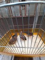 Chinese dwergkwartels te koop, Dieren en Toebehoren, Vogels | Overige Vogels, Meerdere dieren, Tropenvogel, Tam