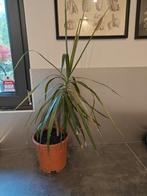 Dracaena eigen kweek. Verpot en in goede gezondheid., Huis en Inrichting, Ophalen of Verzenden