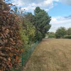 Dennenbomen om te zagen, Tuin en Terras, Ophalen