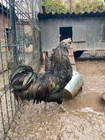 Ayam Cemani haan, Dieren en Toebehoren, Mannelijk, Kip