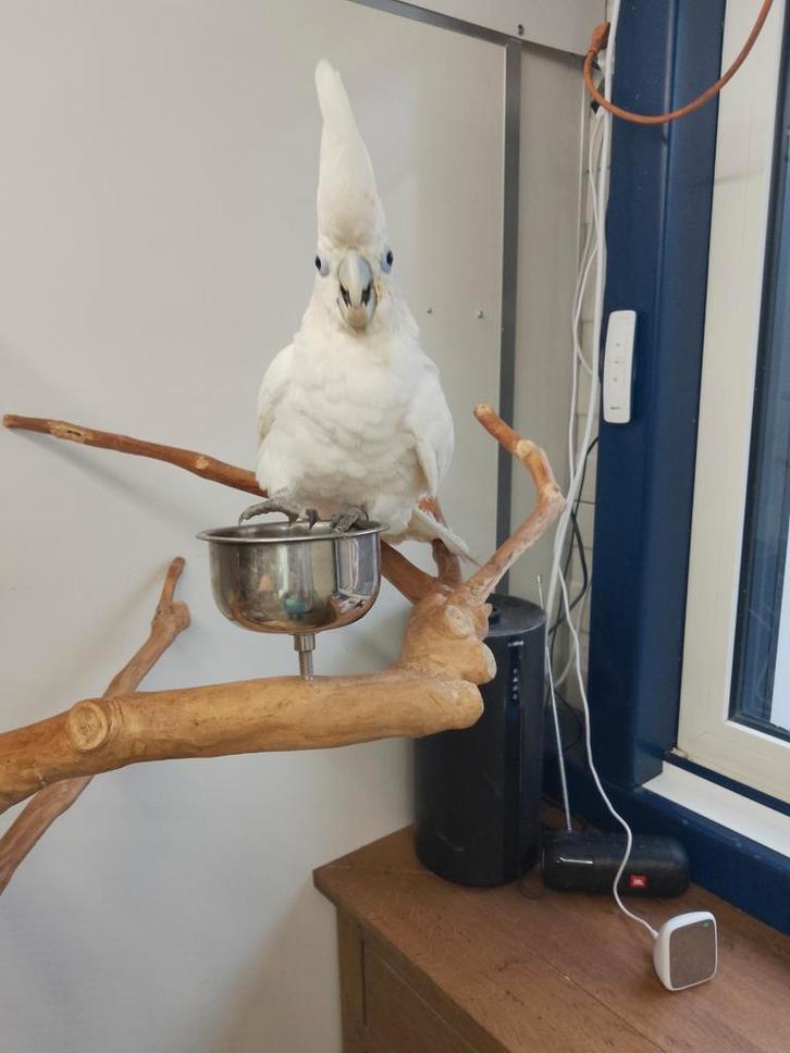 Tamme Ducorps kakatoe man met DNA en getest op alle ziektes, Dieren en Toebehoren, Vogels | Parkieten en Papegaaien, Papegaai