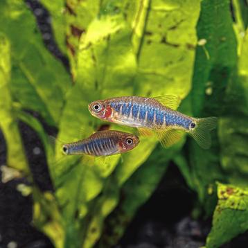 Emerald rasboras  beschikbaar voor biedingen