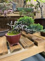 JUNIPERUS CHINENSIS - JENEVERBES - 15 CM, Tuin en Terras, Planten | Tuinplanten, Volle zon, Eenjarig, Bloeit niet, Ophalen