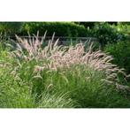 Pennisetum Orientale 'Flamingo' - 10 stuks, Ophalen, Volle zon, Vaste plant, Siergrassen