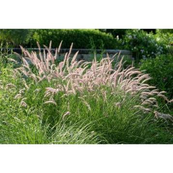 Pennisetum Orientale 'Flamingo' - 10 stuks beschikbaar voor biedingen