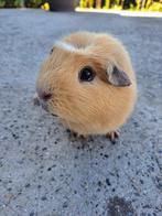 Amerikaans gekruind - Créme, Dieren en Toebehoren, Cavia, Mannelijk, Juli, Tam