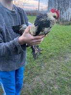 Gratis haan, Dieren en Toebehoren, Overige Dieren